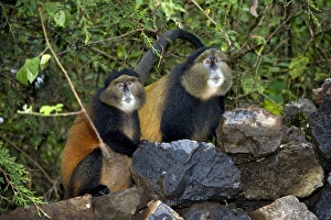 Endangered Animals Drucke: Golden monkeys