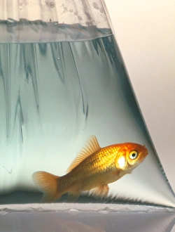 Bilder, datiert 1999: Goldfish