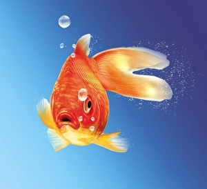 Blue Gradient Background Drucke: Goldfish, artwork