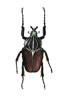 Tropical Forest Insects Drucke: Goliath beetle C016 / 2147