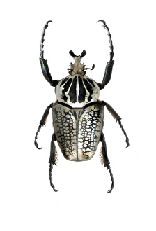 Drucke von Goliathschrecke. Blick auf die Oberseite eines Goliathschreckes (Goliathus meleagris). Goliathschrecken (benannt nach dem biblischen Riesen Golias) zählen zu den größten Insekten der Erde Bilder Datiert 2013 Mai: Riesenkäfer C016/2148