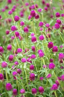 Flower Photography Drucke: Gomphrena globosa