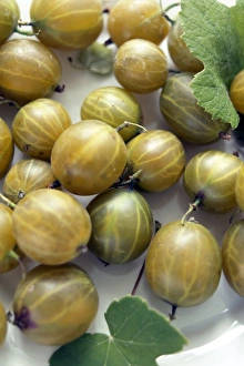 Fresh Gooseberries Drucke: Gooseberries