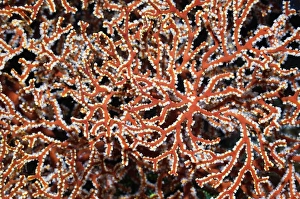 Indonesian Marine Life Drucke: Gorgonian