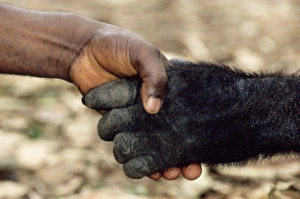 Drucke von Gorillalegende und Mensch. Westafrikanischer Lowen-gorille (Gorilla gorilla gorilla) hält die Hände mit einem Menschen. Aufgenommen im Limbe-Wildtierzentrum Kamerun Afrika Bilder Datiert 2005 Juli: Orang-Uters und Mensch