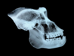Drucke von Affelehnknochen (Gorilla). Seitenansicht des Röntgenbildes der Kruste, Augenhöhle, Nasenbereich und Kieferknochen Bilder Datiert 2006 November: Affenschädel