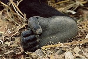 Drucke von Der Fuß des Gorbilas. Der Fuß der Kreuzfluss-Gorillagattung (Gorilla gorilla diehli). Gorbilas können sowohl mit ihren Händen als auch mit ihren Füßen greifen Bilder Datiert 2005 Juli: Orangutan Fuß