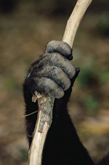 Drucke von Die Hand des Krossen-Gorillas (Gorilla gorilla diehli). Die Hand hält eine Stange. Gorillas sind pentadaktilisch (haben fünf Finger und Zehen auf jeder Hand und Fuß), wie alle Primaten Bilder Datiert 2005 Juli: Gorillengriff