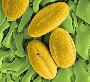 Pollen Grain Morphology Drucke: Gorse pollen grains, SEM