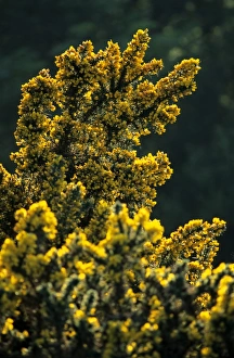 Coastal Vegetation Drucke: Gorse (Ulex sp. )