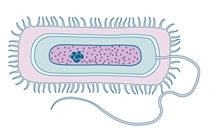 Bacterial Cell Structure Drucke: Gram-negative bacteria, artwork