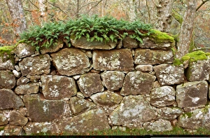 National Trust Sites Drucke: Granite wall C013 / 9911