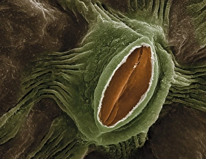 Bilder Datiert 10. Oktober 2012: Blatt von Wein, SEM C014 / 4740