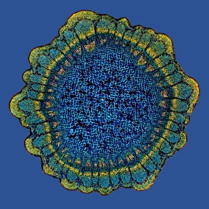 Polarised Light Microscopy Drucke: Grape vine stem, light micrograph