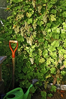 Drucke von Reben (Vitis sp.) in einem Gewächshaus mit Trauben. Aufgenommen in Schweden Bilder Datiert 2007 Juni: Reben in einem Gewächshaus.