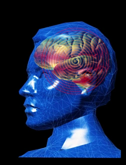 Drucke von Das menschliche Gehirn. Computergrafik einer Seitenansicht eines männlichen Kopfes mit Mesh-Conturen und einem überlagerten menschlichen Gehirn Bilder Datiert 2003 März: Bild des Gehirns im Kopf mit konzentrischen Kreisen