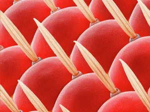 Verwandte Bilder Drucke: Kompositaugen eines Flies, SEM Z340/0698
