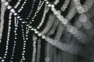 Grafiken Und Muster Drucke: Die Spinne spinnt ein Netz aus Dew