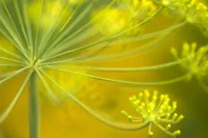 Anethum Graveolens Drucke: Dill (Anethum graveolens)