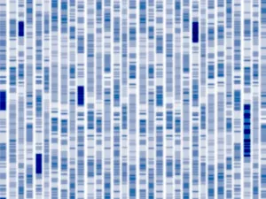 DNA Autoradiogram Drucke: DNA autoradiogram
