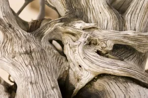 Driftwood Beach Drucke: Driftwood