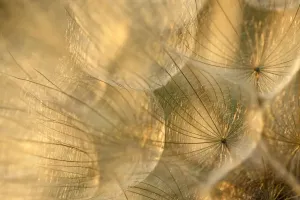 Tragopogon Pratensis Drucke: Goats beard seedhead