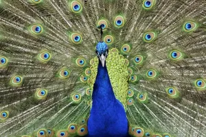 Grafiken Und Muster Drucke: Männlicher Peafowl zeigt sich aus