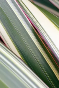 Grafiken Und Muster Drucke: Blätter des Phormiums