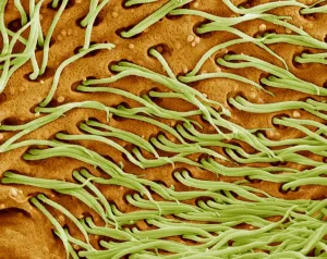 Grafiken Und Muster Drucke: protozoaale Flagellen, SEM