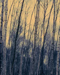 Silberfichte (Betula pendula)