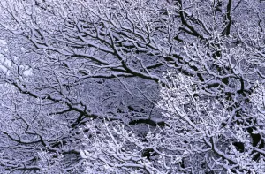 Oak Tree Branches Drucke: Snow on branches