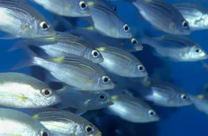 Grafiken Und Muster Drucke: Gelber Fleckenkaiserfisch