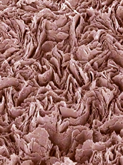 Coloured Scanning Electron Microscopy Drucke: Graphite pencil core, SEM