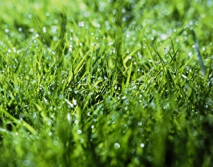 Green Grass Drucke: Grass