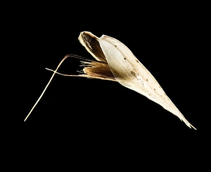 Scanning Electron Microscopy SEM Drucke: Grass seed, light micrograph C014 / 4727