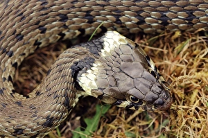 Grass Snake Habitat Drucke: Grass snake
