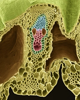 Plant Vascular System Drucke: Grass stem, SEM