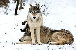 Bilder Datiert 2014: Grauer Wolf