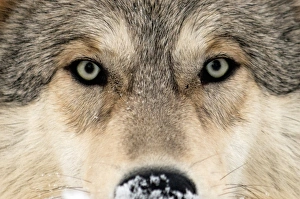 Bilder Datiert 26. Januar 2014: Grauer Wolfgesicht