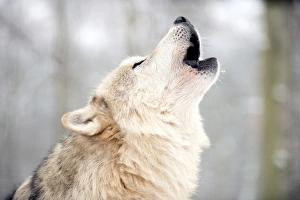 Grauer Wolf singt