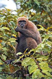 South American Primates Drucke: Gray woolly monkey feeding in a tree