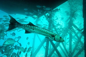 Borneo Marine Life Drucke: Great barracuda