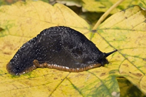 Garden Pests UK Drucke: Great black slug