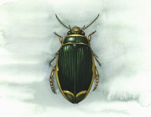 Dytiscus Marginalis Drucke: Great diving beetle, artwork