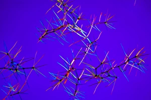 Polarised Light Micrograph Drucke: Great mullein hairs, light micrograph