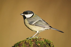 Swedish Wildlife Images Drucke: Great tit