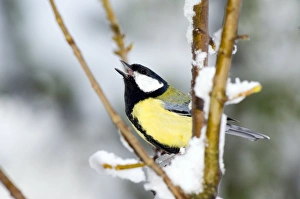 Bird Calling Drucke: Great tit calling from a sycamore tree