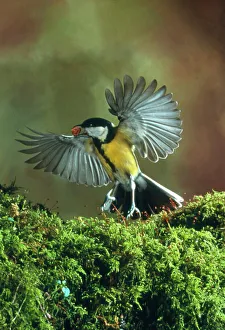 Drucke von Großer Sittich. Hochgeschwindigkeitsfotografie eines Großen Sittichs (Parus major), der mit einer Nuss im Schnabel abhob Bilder Datiert 2004 März: Großer Ameisenhafer im Flug