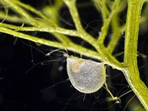 Carnivorous Plants Drucke: Greater bladderwort, light micrograph