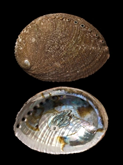 California Marine Life Drucke: Green abalone shells C016 / 6053